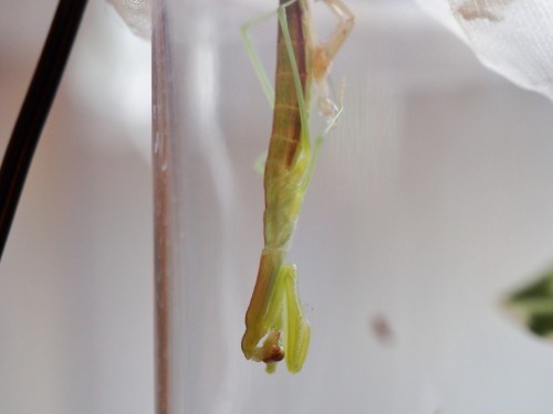 脱皮に失敗 だったの カマキリ保育園