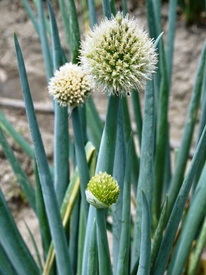 九条ねぎ栽培追体験プロジェクト 始まりました 野菜ソムリエ コミュニティ 京都