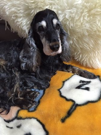 フルハウス つれづれ犬暮らし フルハウス つれづれ犬暮らし