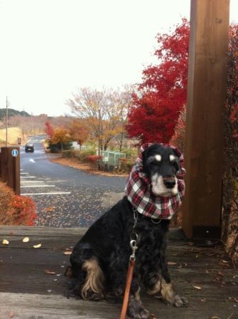 スヌードとベスト つれづれ犬暮らし