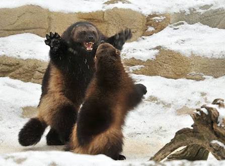 なんj民 スズメバチ最強 ヒグマ最強 シャチ最強 生き物博士ワイ 何言ってんだか 笑 サイエンスニュースまとめ ななめ読み