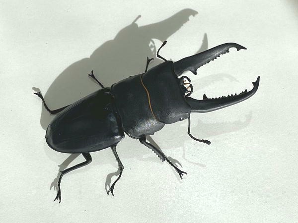 いきもの大図鑑 くわがた 08 : ビークロス好きの変なおじさん日記