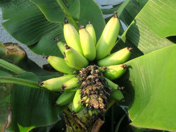トロピカーナバナナの収穫 : ビークロス好きの変なおじさん日記