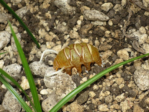 カプセルＱミュージアム 裏庭の生き物 -土壌生物大全- : ビークロス