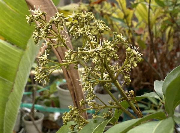 アヒル卵レイシ取木苗が開花 : ビークロス好きの変なおじさん日記