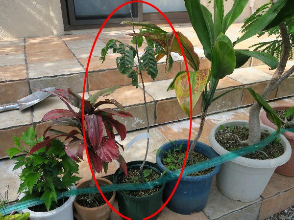 珍品 クロトン 珍品 クロトン