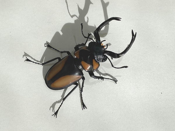 いきもの大図鑑 くわがた 08 : ビークロス好きの変なおじさん日記