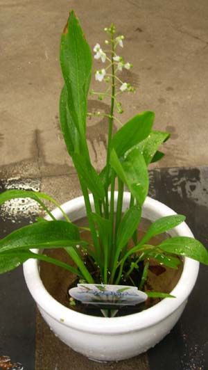 おもだか ヴェロニカ便り