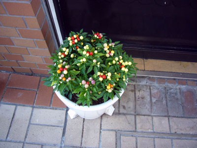 芦屋ポテチーノさんへ ヴェロニカ便り