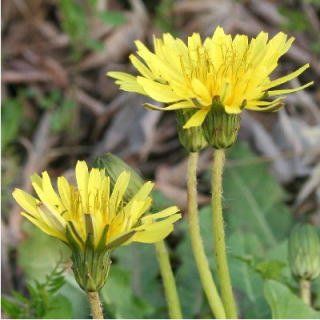 中学理科 写真で見る身のまわりの生物 植物 なるほどの素