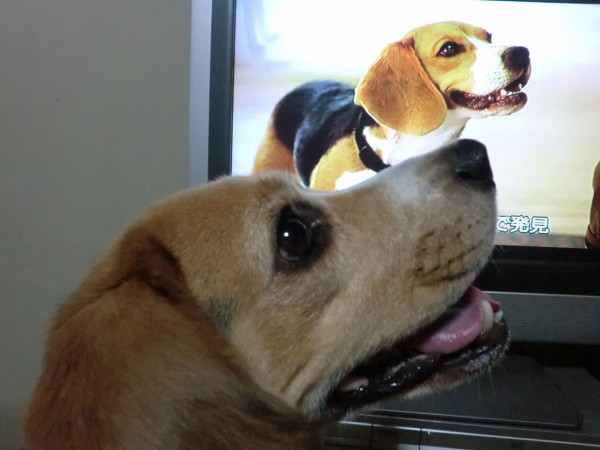 今更ビーグル犬シャイロ ヴィーノの日本さすらい旅