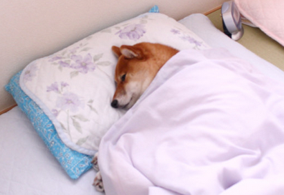 毛布を掛け布団の下に敷く奴wwwwwwwwwwww Vipperはワシが育てた