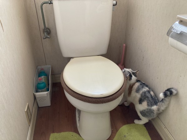 ウォシュレット取り付け 頑張る農家のblog2