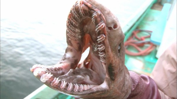 芸能 Tokio城島 山口 幻の古代サメ ラブカ 捕獲 鉄腕 Dash で再び超貴重生物を発見 Vipまとめ速報