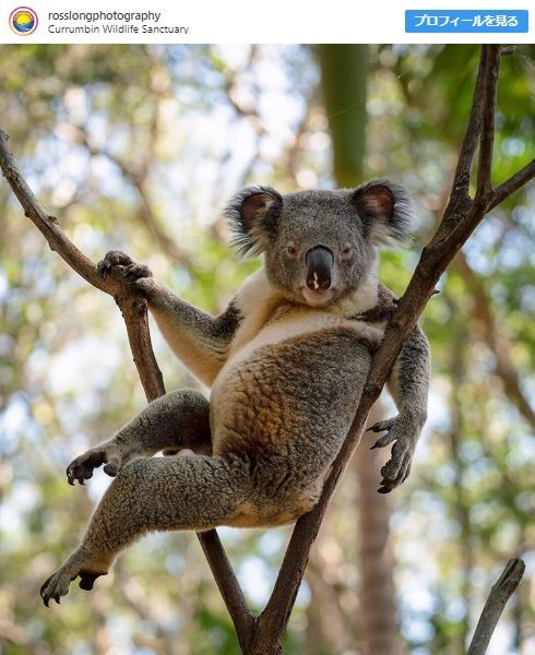 画像 セクシー過ぎるコアラが発見されるｗｗｗｗ Vipまとめ速報