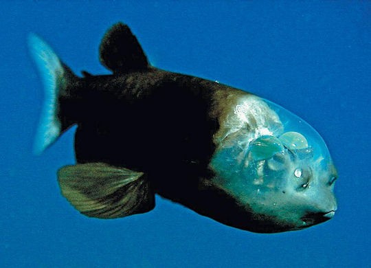 芸能 Tokio城島 山口 幻の古代サメ ラブカ 捕獲 鉄腕 Dash で再び超貴重生物を発見 Vipまとめ速報