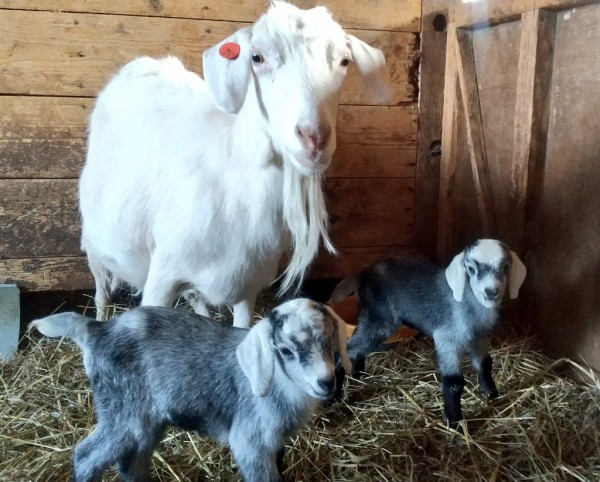 画像 ヤギとヒツジ 簡単な見分け方が判明ｗｗｗ Vipヌクモリティ