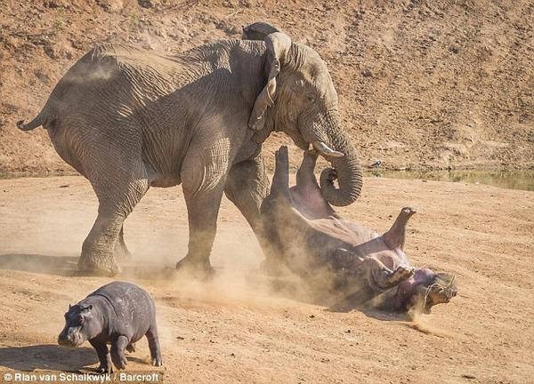 中国人がアフリカでカバに襲われ死亡 カバの噛みつき力はカヌーを真っ二つにする程の強さ 中国 100年遅れの帝国主義 まとめ