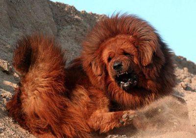 中国 チベット犬バブル崩壊 かつては1匹2億円の値も 捨てられた大量の野犬により月平均180人の被害記録 中国 100年遅れの帝国主義 まとめ 中国 チベット犬バブル崩壊 かつては1匹2億円の値も 捨てられた大量の野犬により月平均180人の被害記録 中国 100年遅れの帝国主義 まとめ
