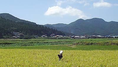 くねくね 死んだ