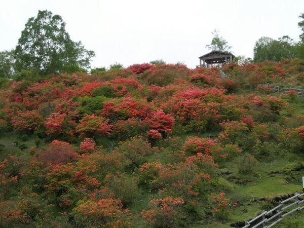 赤城山 つつじ 開花情報 平成26年6月9日 見晴山へgo 赤城山日記