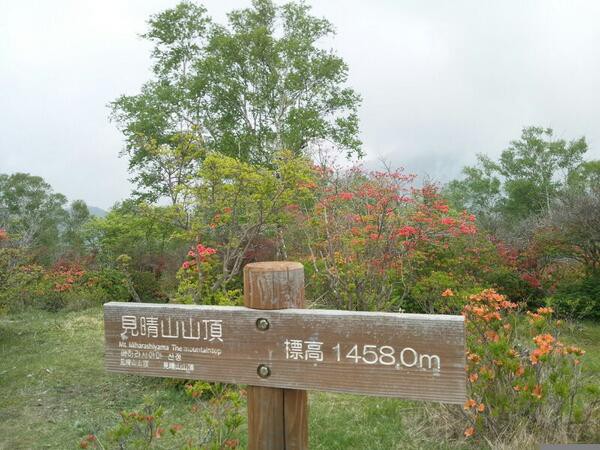 赤城山 見晴山 つつじ 開花情報 青木別館twitter 赤城山日記