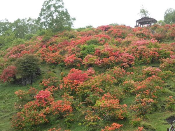 赤城山 つつじ開花状況 平成26年6月12日 見晴山 白樺牧場 大沼 小沼が見ごろ 赤城山日記
