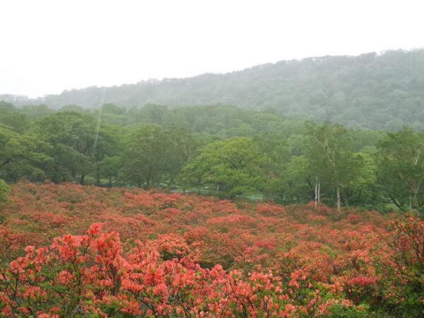 赤城山 つつじ開花状況 平成26年6月12日 見晴山 白樺牧場 大沼 小沼が見ごろ 赤城山日記