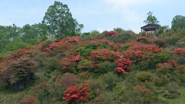 赤城山 見晴山 白樺牧場 ヤマツツジ見ごろ 赤城別館twitter 赤城山日記