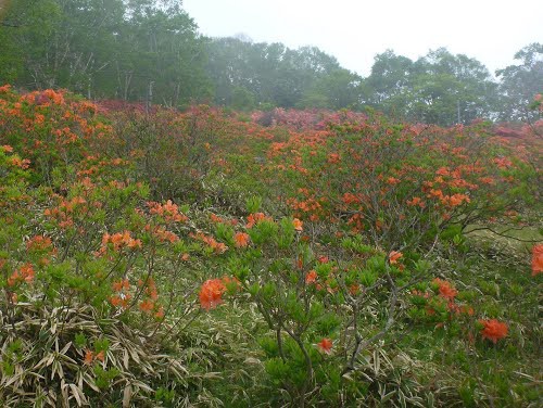 赤城山 ツツジ開花情報 6月12日 赤城山日記