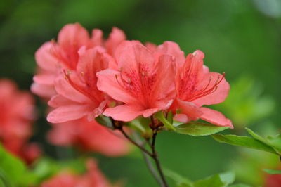 赤城山の花と風景 写真展 前橋プラザ元気21 6月初旬の花 赤城山日記