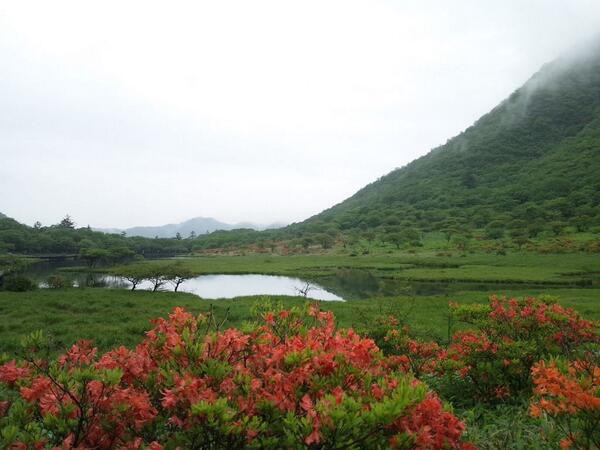 赤城山 つつじ 開花情報 平成26年6月22日 赤城山日記