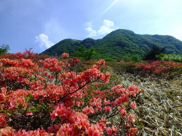 赤城山 5 30 現在のツツジ開花状況 鍋割高原見ごろ 赤城山日記