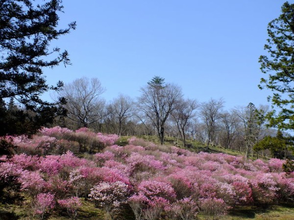 赤城山南麓 アカヤシオの丘 Map 赤城山日記