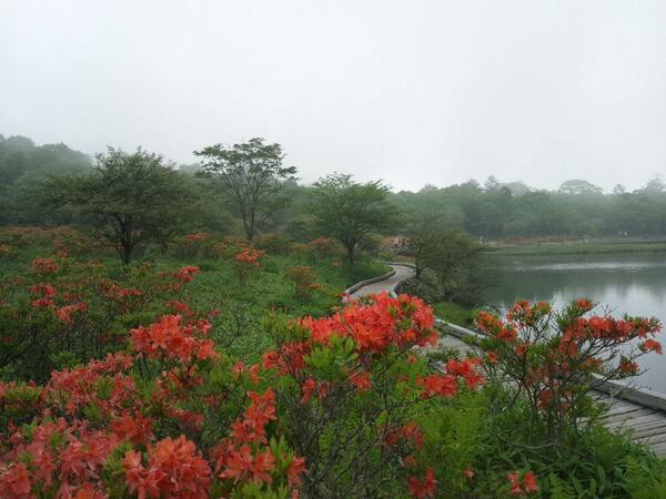 赤城山 つつじ 開花情報 覚満淵 白樺牧場へgo 平成26年6月日現在 赤城山日記