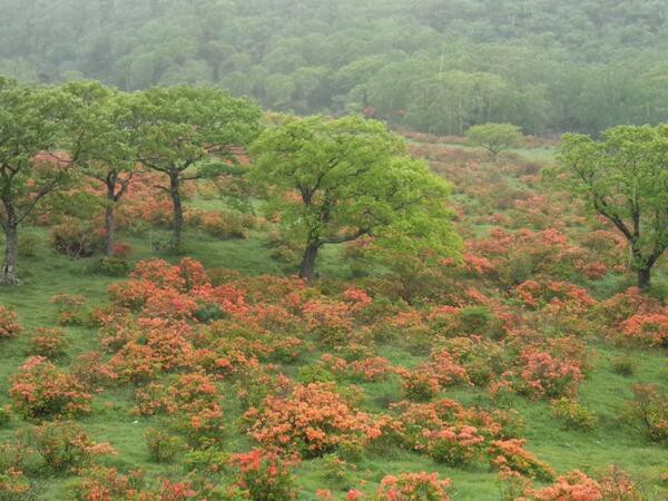 赤城山 つつじ開花状況 平成26年6月12日 見晴山 白樺牧場 大沼 小沼が見ごろ 赤城山日記