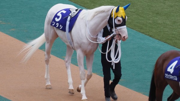 白く輝く明るい未来へ！白毛馬ソダシちゃんのGIヴィクトリア