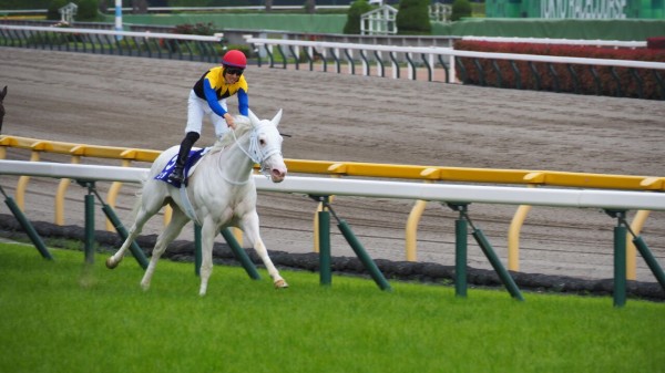 白く輝く明るい未来へ！白毛馬ソダシちゃんのGIヴィクトリア