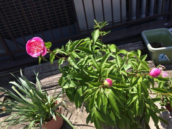 芍薬咲きました カランコエ植え替え 屋上畑に小旅行 ベランダ畑改め