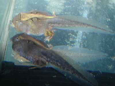 おたまじゃくしです 熱帯魚屋vivid 爬虫類コーナー