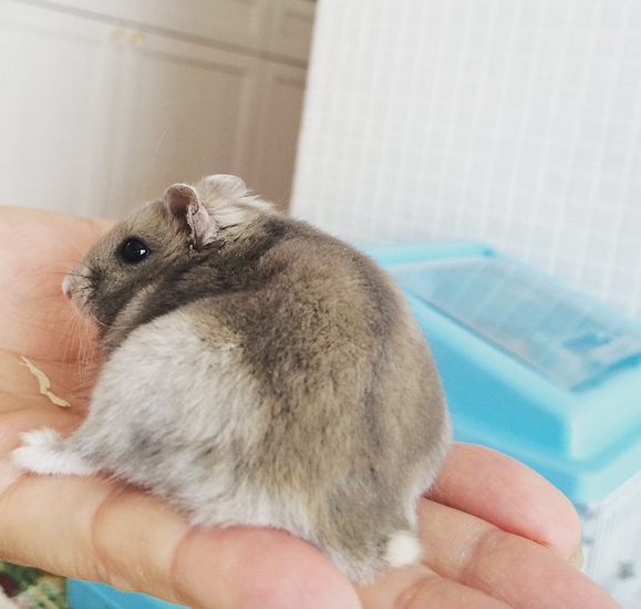 どうしてそんなに可愛いの Snsで話題の ハムケツ で癒されませんか 美美美 女子力アップchannel