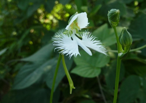 我が家の植物たち（187） サギソウ : 田舎暮らしと黒潮ライフ