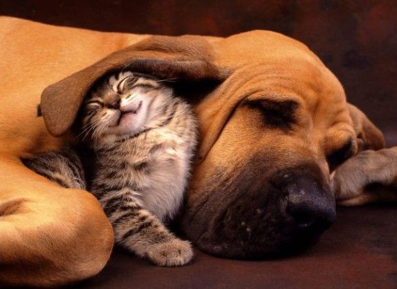 異種動物の仲良し画像 そぴえんす速報