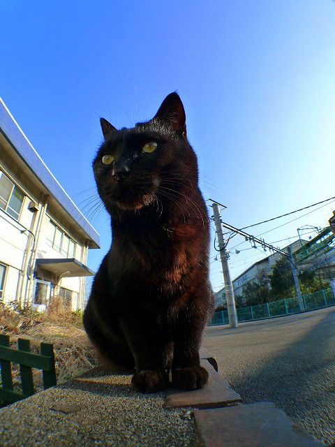 プラットホームの猫 青空と陽だまり 猫の声が聞こえる