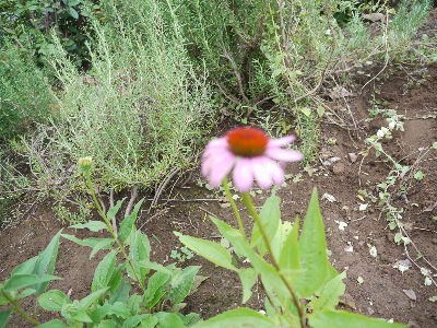 7 24 オレガノの大株大移動 ハーブガーデン奮闘記