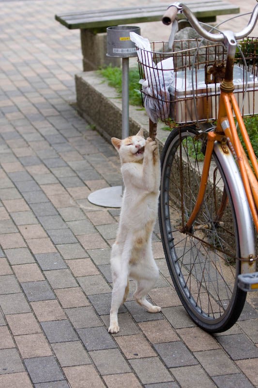 自転車のカゴのタコを盗み食いする猫 ネタ元の他の画像も紹介 話題のツイート