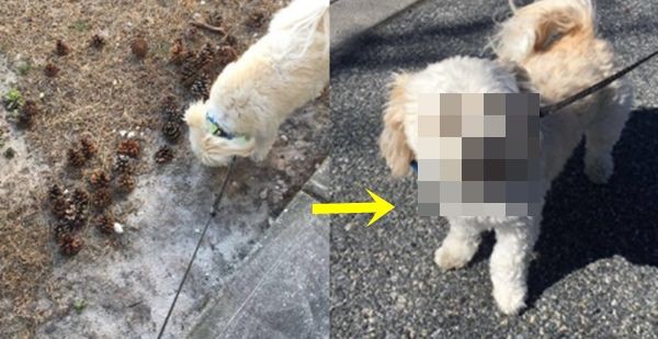 豆知識 犬が 松ぼっくり をくわえると結構恐い