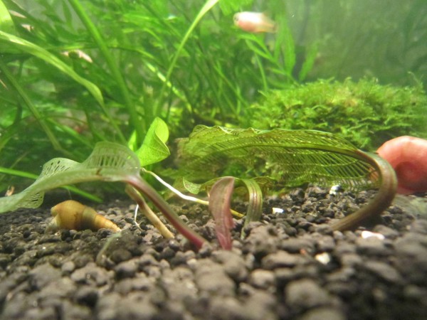 クリプトコリネ パルバとレースプラント The Tanbow