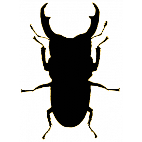 速報 福岡県で新種のクワガタムシを女子高生が発見 日本では5年ぶり40種目 すばらな人生