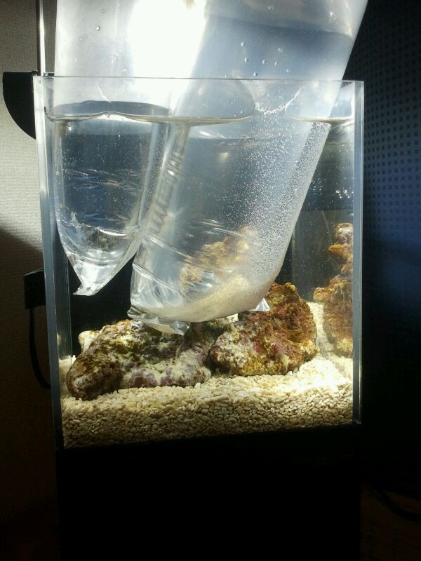 クロスミニにカクレクマノミ２匹導入 １１月２３日 ニッソー クロスミニ 超小型オーバーフロー水槽